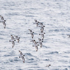 Cape petrel in Antarctic Peninsula