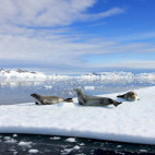 Crabeater seal in Antarctic Peninsula