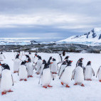 Gentoo penguin in Antarctic Peninsula