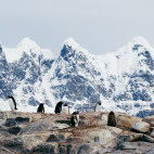 Gentoo penguins in Antarctic Peninsula.