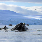 Humpback whale in Antarctic Peninsula