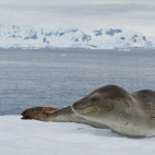 Leopard seal in Antarctic Peninsula