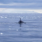 Minke whale in Antarctic Peninsula