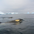 Orca in Antarctic Peninsula