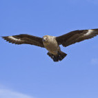 South Polar skua in Antarctic Peninsula