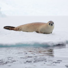 Weddell seal in Antarctic Peninsula