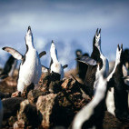 Chinstrap penguins in Antarctica.
