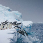 Adelie Penguins in Antarctica.