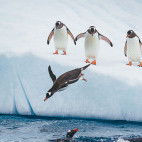 Adelie penguins diving in Antarctica.