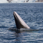 Antarctic minke whale
