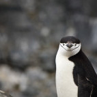 Chinstrap penguin in Antarctic Peninsula