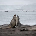 Elephant seal in Antarctic Peninsula