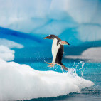 Gentoo penguin in Antarctic Peninsula