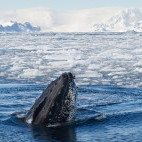 Humpback whale in Antarctic Peninsula