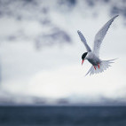 Atlantic tern in Antarctica.