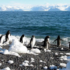 Adelie penguins in Antarctica