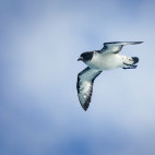 Cape petrel in Antarctica.