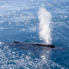 Humpback whale in Antarctica.