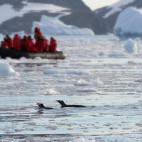 Zodiac and gentoo penguins in Cierva Cove, Antarctica