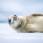 Crabeater seal in Antarctica