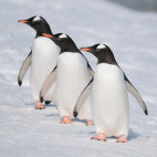 Gentoo penguins in Antarctica