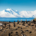 Chinstrap penguin colony on Deception Island, Antarctica