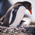 Gentoo penguin with chick in Antarctica.