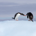 Gentoo penguin in Antarctica