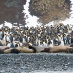 King penguin colony in Antarctica