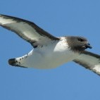 Pintado petrel in Antarctica
