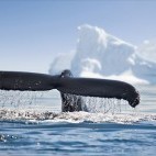 Humpback whale in Antarctica