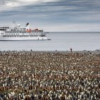 Greg Mortimer sailing by king penguins.