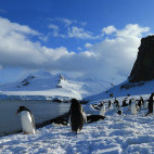 Chinstrap penguin in Half Moon Island, Antarctica.