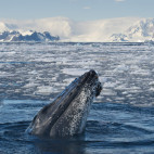 Humpback whale in Antarctica