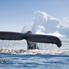 Humpback whale in Antarctica