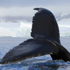 Humpback whale in Antarctica