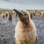 King penguin chick in Antarctica.