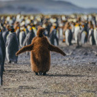 King penguins in Antarctica.