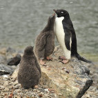 Adelie penguin in Lemaire Channel, Antarctica