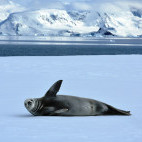 Crabeater seal in Lemaire Channel, Antarctica