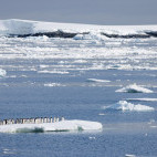 Gentoo penguin in Lemaire Channel, Antarctica.