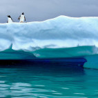 Gentoo penguin in Lemaire Channel, Antarctica