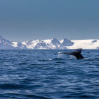 Humpback whale in Lemaire Channel, Antarctica