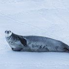 Leopard seal in Lemaire Channel, Antarctica.