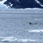 Orca in Lemaire Channel, Antarctica