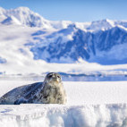 Leopard seal in Antarctica