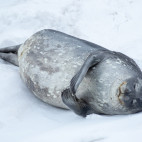 Leopard seal in Antarctica