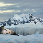 Leopard seal in Antarctica.