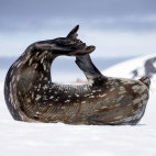 Leopard seal in Antarctica.