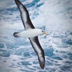 Campbell's albatross in Macquarie Island